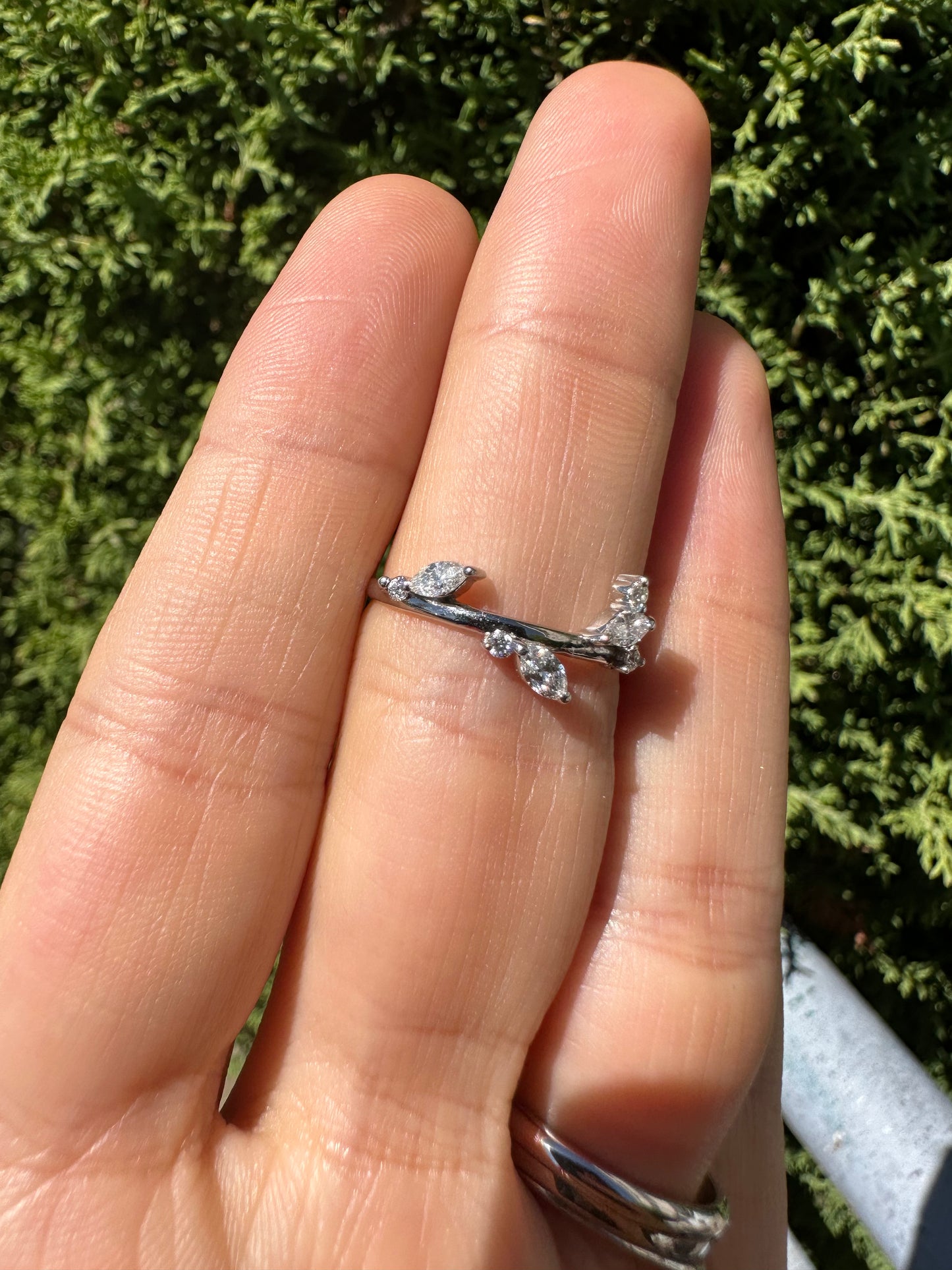 Anillo Graciela